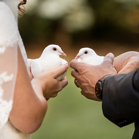 How to Interpret White Dove Appearances in Daily Life
